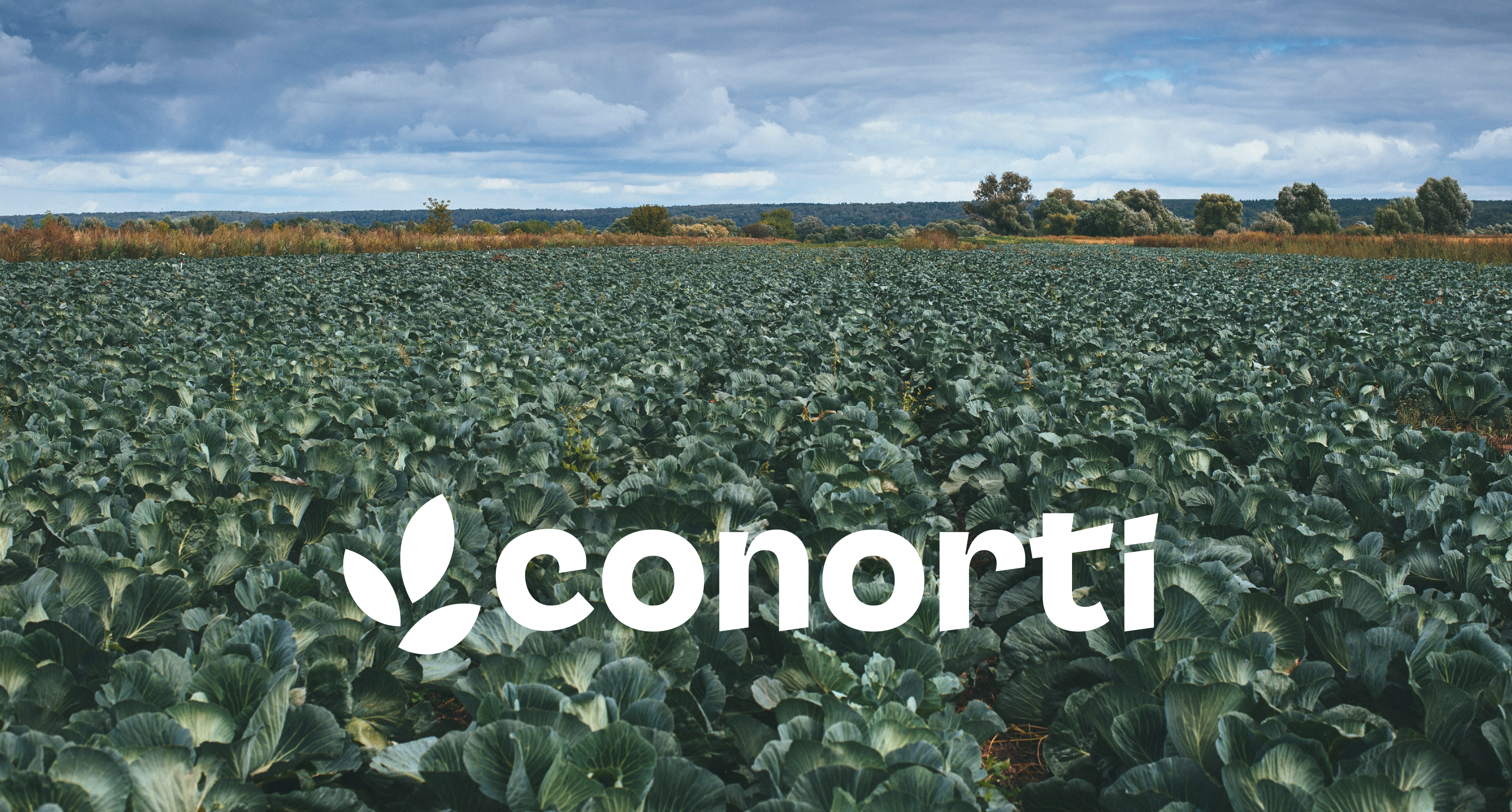 Conorti Logo in weiß auf einem Broccolifeld